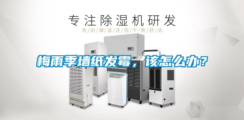 梅雨季墻紙發(fā)霉，該怎么辦？